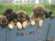 Caucasian Shepherd Puppies for sale in New York, NY, USA. price: $400