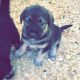 Caucasian Shepherd Puppies for sale in Horseheads, NY 14845, USA. price: NA