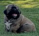 Caucasian Shepherd Puppies for sale in Francesville, IN 47946, USA. price: NA