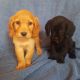 Cavachon Puppies for sale in Kent, WA, USA. price: NA