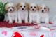 Cavachon Puppies for sale in Daytona Beach, FL, USA. price: NA