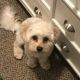 Cavachon Puppies for sale in Twinsburg, OH 44087, USA. price: NA
