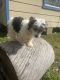 Cavachon Puppies for sale in Humble, TX, USA. price: NA