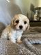 Cavachon Puppies for sale in Carlton, GA 30627, USA. price: NA