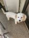 Cavachon Puppies for sale in Iselin, Woodbridge Township, NJ, USA. price: NA