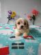 Cavachon Puppies for sale in Mt Pleasant, MI 48858, USA. price: $950