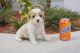 Cavachon Puppies for sale in New Orleans, LA, USA. price: NA