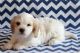 Cavachon Puppies for sale in Phoenix, AZ, USA. price: NA