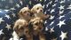 Cavachon Puppies for sale in Newark, NJ, USA. price: NA