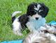 Cavachon Puppies for sale in Vancouver, WA, USA. price: NA