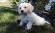 Cavachon Puppies for sale in Manassas, VA, USA. price: $500