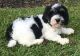 Male and female Cavachon puppies available