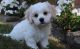 Cavachon Puppies for sale in San Bernardino County, CA, USA. price: NA