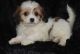 Microchipped Cavachon Male and Female Puppies