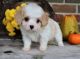 Cavachon Puppies for sale in Sterling, VA, USA. price: $600