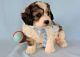 Cavachon Puppies for sale in Centreville, VA, USA. price: $600