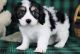 Beautiful,Feisty Cavachon Puppies