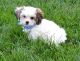 Cavachon Puppies for sale in Duncanville, TX, USA. price: NA