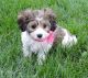 Cavachon Puppies for sale in Dulles, VA, USA. price: $600