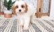 sweet and loving little Cavachon puppies