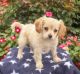 Cavachon Puppies for sale in Sterling, VA, USA. price: $1,950