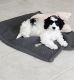 Cavachon Puppies for sale in Red Oak, TX 75154, USA. price: $500