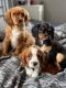Cavalier King Charles Spaniel Puppies for sale in Michigan Ave, West Bloomfield Township, MI 48324, USA. price: $650