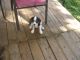 humorous Cavalier King Charles Spaniel Puppies