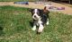 Cavalier King Charles Spaniel Puppies for sale in Salem, MA, USA. price: NA