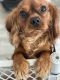 Cavalier King Charles Spaniel Puppies for sale in 13428 Wigan Rd, El Paso, TX 79928, USA. price: NA