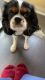 Cavalier King Charles Spaniel Puppies for sale in Schaumburg, IL, USA. price: $2,100
