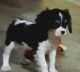 Cavalier King Charles Spaniel Puppies for sale in Commerce, TX 75428, USA. price: NA