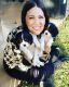 Cavalier King Charles Spaniel Puppies for sale in Rockwall, TX, USA. price: NA