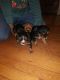 Cavalier King Charles Spaniel Puppies for sale in Detroit, MI, USA. price: $1,600
