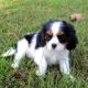 Cavalier King Charles Spaniel Puppies for sale in 2110 N Yarbrough Dr, El Paso, TX 79925, USA. price: NA