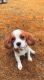 Cavalier King Charles Spaniel Puppies for sale in Indianapolis, IN, USA. price: $1,500