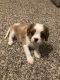 Cavalier King Charles Spaniel Puppies for sale in Corpus Christi, TX, USA. price: NA