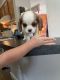 Cavalier King Charles Spaniel Puppies for sale in Windsor, CO 80550, USA. price: $1,800