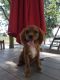 Cavalier King Charles Spaniel Puppies for sale in Spencerville, IN 46788, USA. price: $1,500