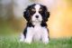 Cavalier King Charles Spaniel Puppies for sale in Trodden Path, Lexington, MA 02421, USA. price: $500