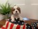 Cavalier King Charles Spaniel Puppies for sale in Snoqualmie, WA, USA. price: $1,800