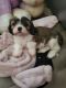 Cavalier King Charles Spaniel Puppies for sale in Sherman, TX, USA. price: NA