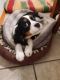 Cavalier King Charles Spaniel Puppies for sale in Colorado Springs, CO, USA. price: $1,600