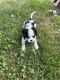 Cavalier King Charles Spaniel Puppies for sale in Westland, MI, USA. price: $900