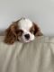Cavalier King Charles Spaniel Puppies for sale in Denver, CO, USA. price: $2,000
