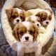 Cavalier King Charles Spaniel Puppies for sale in NJ-27, Edison, NJ, USA. price: $280