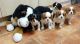 Cavalier King Charles Spaniel Puppies for sale in Cedar City, UT, USA. price: $800