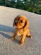 Cavalier King Charles Spaniel Puppies for sale in Greenwood, IN, USA. price: $650