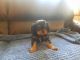 Cavalier King Charles Spaniel Puppies for sale in Roy, WA 98580, USA. price: $2,000