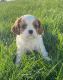 Cavalier King Charles Spaniel Puppies for sale in Lawrenceville, Lawrence Township, NJ 08648, USA. price: $650